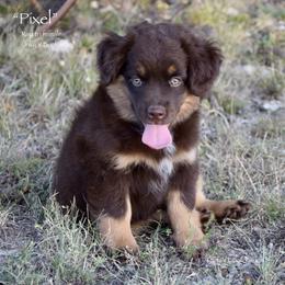Pixel - Red tri female Miniature Australian Shepherd puppy in Evant, Texas from Lazy VT Bar Ranch