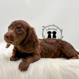 Lucy - Chocolate female Dachshund puppy in Litchfield, Illinois from Charmm Dachshunds