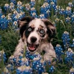 Jo - Miniature American Shepherd