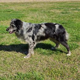 Rafiki - Australian Shepherd