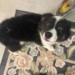 Oreo - Black tri male Miniature Australian Shepherd puppy in Weatherford, Texas from F & T Aussies