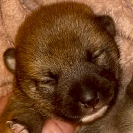 Red boy 1 (smaller) - Red male Shiba Inu puppy in Clewiston, Florida from Animal Farm Shiba Inus & Mameshibas