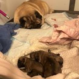 Pug Puppies from Pickwick Pugs