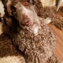 Lucy Bacon - Poodle