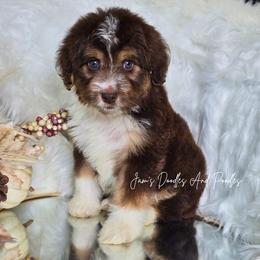 Friar Tuck - Red tri-color male Aussiedoodle puppy in Cleveland, Georgia from Jam's Doodles And Poodles