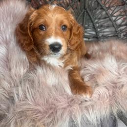 Junior - Parti male Goldendoodle puppy in Corona, California from SoCalFamilyFrenchies, Doodles and more