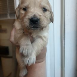 Purple - Golden female Golden Retriever puppy in Jesup, Georgia from Painted Platinum Retrievers (Painted Platinum Kennel) PPK