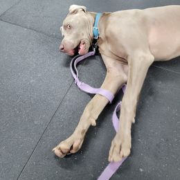 Weimaraner Puppies from Kaleidoscope Weims