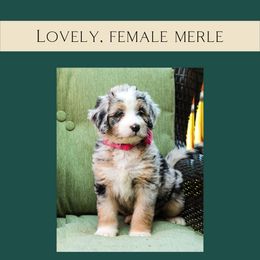 Lovely - Merle Bernedoodle puppy in Woodland, Georgia from Bethel Doodle Ranch