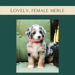 Lovely - Merle Bernedoodle puppy in Woodland, Georgia from Bethel Doodle Ranch