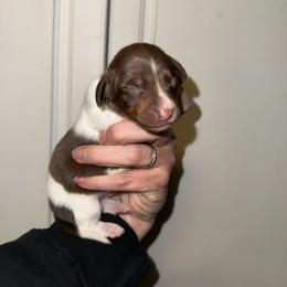 Billy the Kid - Piebald male Dachshund puppy in Deming, New Mexico from FoxieDoxies of New Mexico