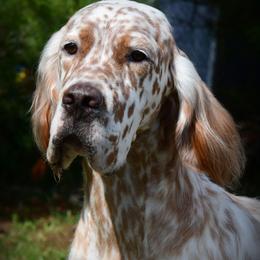 NEIL DIAMOND - English Setter