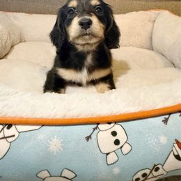Lilian - Black and cream female Dachshund puppy in Maidsville, West Virginia from L&B Lowriders