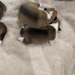 Pembroke Welsh Corgi Puppies from Much Love Fam
