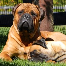 Bullmastiffs and French Bulldogs from DosMartinos, LLC
