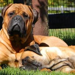 Bullmastiffs and French Bulldogs from DosMartinos, LLC