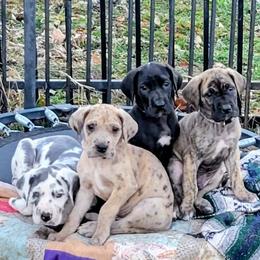 Boy 5 - male Great Dane puppy in Turon, Kansas from RCM Great Danes
