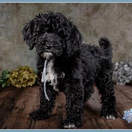 Delacroix - Black and white female Bernedoodle puppy in Connersville, Indiana from Deaz Doodle Ranch