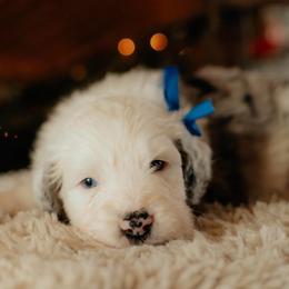 Boom - Blue merle and white male Sheepadoodle puppy in Vernonia, Oregon from Life Unleashed Farm