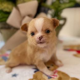 Brock - Red and white male Chihuahua puppy in Harrison, Michigan from Cloud9 Chihuahuas