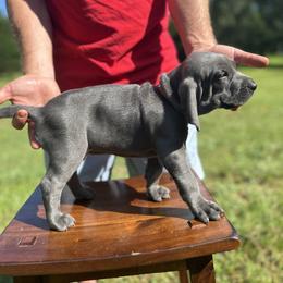 Weimaraner Puppies from Georgia Line Weimaraners