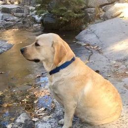 Labrador Retrievers from Judy Sarao's Labs