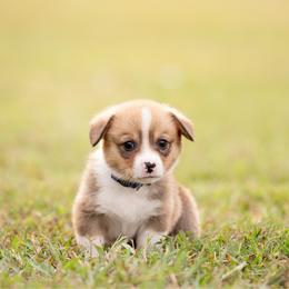 Blue collar Male- Mario - Red male Pembroke Welsh Corgi puppy in Waverly Hall, Georgia from 6g Ranch Corgis