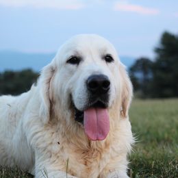 Tucker - Golden Retriever