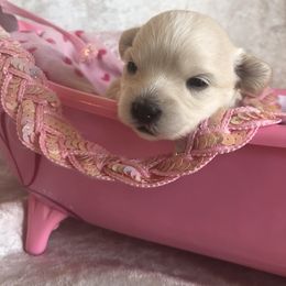 Cavapoo, Maltipoo, and Poodle Puppies from My Sweet Poodles and Doodles