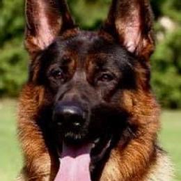 Ellie - German Shepherd