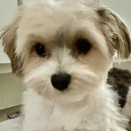 Biewer Terriers, Morkies, and Yorkshire Terriers from Blue Ridge Mountain PuppiesTM️