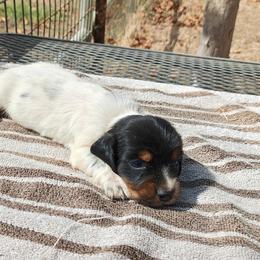 Oreo - Piebald male Dachshund puppy in Perris, California from Doxie_pupps