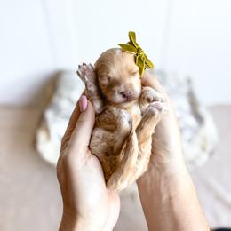 Maxine- green collar girl - Apricot female Cavapoo puppy in Melbourne, Florida from Space Coast Doodle Co.