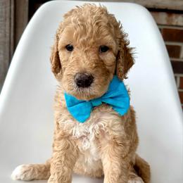 Moose - Cream male Goldendoodle puppy in Pulaski, Tennessee from Doodle My Heart