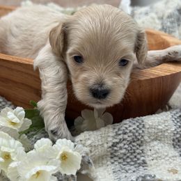 Green collared male - Apricot male Maltipoo puppy in Marshallville, Ohio from Grassy Meadow Pups