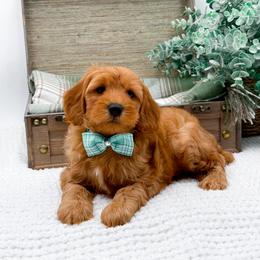 Boy 2 - Red male Cavapoo puppy in Statesville, North Carolina from Doodle Babies