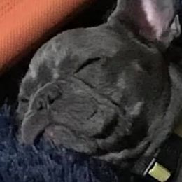 French Bulldogs from Anam Cara French Bulldogs