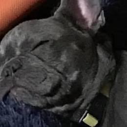 French Bulldogs from Anam Cara French Bulldogs