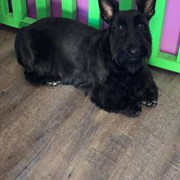 Bella - Scottish Terrier