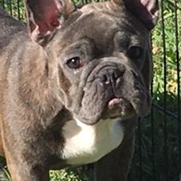 French Bulldogs from Kandie Kowalski