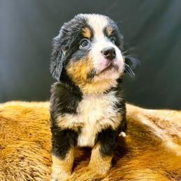 Ruby - Black rust and white female Bernese Mountain Dog puppy in Alabama from Dogwood Creek Bernese