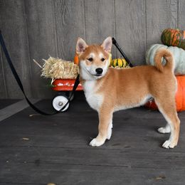 Rosco - Sesame male Shiba Inu puppy in Arcola, Illinois from Highline Puppies