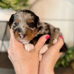 Princess Peach- pink collar female - Merle female Bernedoodle puppy in Salt Lake County, Utah from Coco Avenue Pups