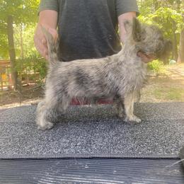 Sophie - Cairn Terrier