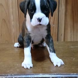 Reggie - Brindle male Boxer puppy in Cannon Falls, Minnesota from Pattys Boxers and Bulldogs