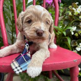 Elmer - Caramel cream male Labradoodle puppy in Camden, North Carolina from Oopsie Doodles of NC