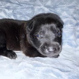 Marie Laveau' - Black brindle female Dutch Shepherd puppy in Saint Amant, Louisiana from Mercy Kennels