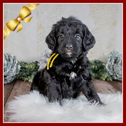 Patti - Black female Bernedoodle puppy in Connersville, Indiana from Deaz Doodle Ranch