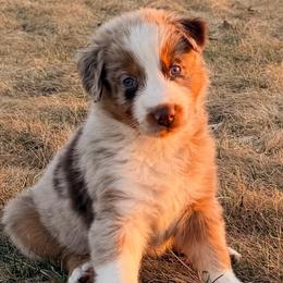Marsha - Red merle female Australian Shepherd puppy in Atkinson, Illinois from Diamond Ridge Aussies