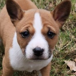 Basenjis from Becker's Basenjis